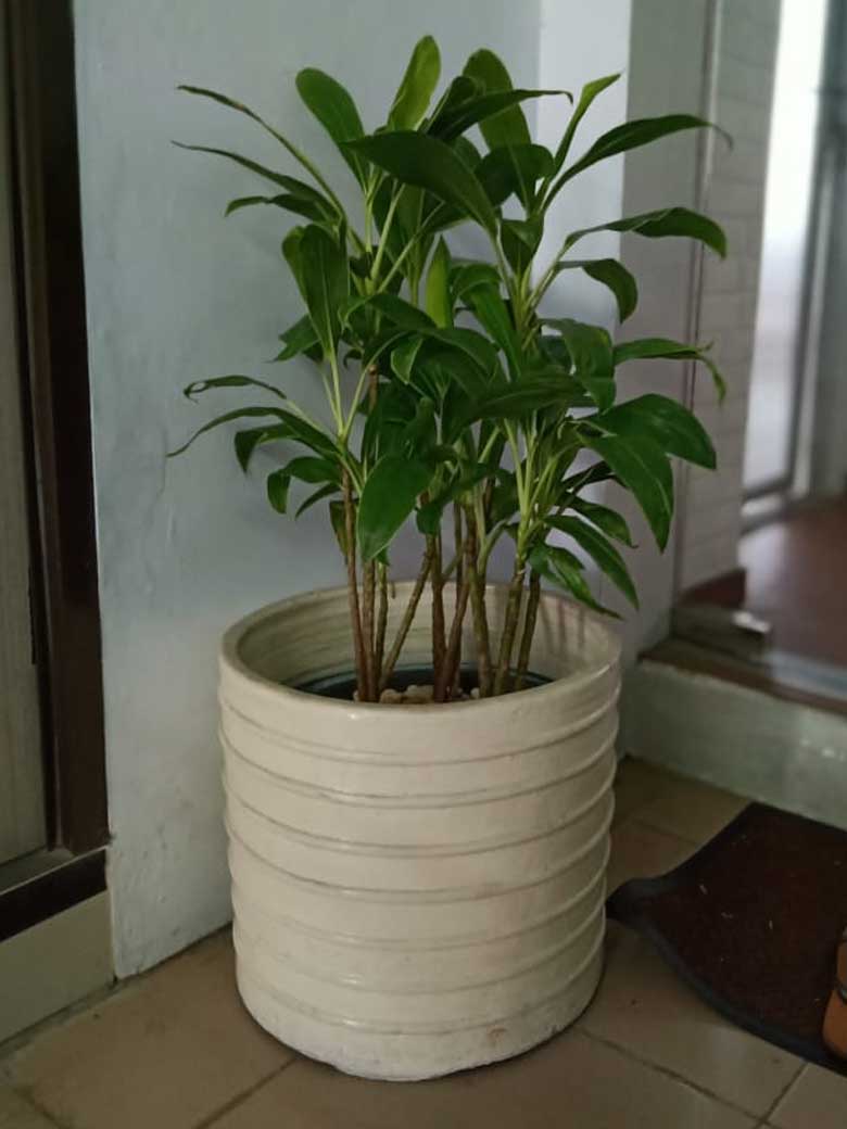 Jasa Sewa Tanaman Indoor Galeri