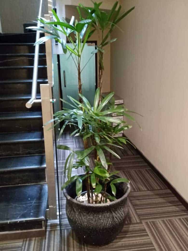 Jasa Sewa Tanaman Indoor Galeri