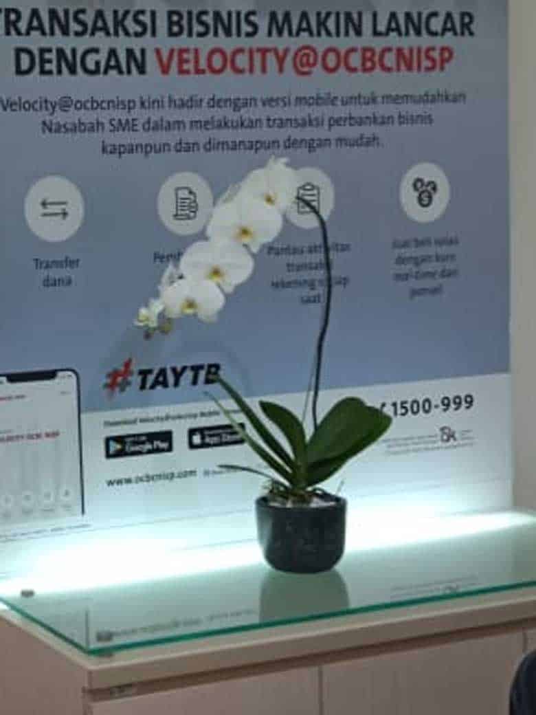 Jasa Sewa Tanaman Indoor Galeri