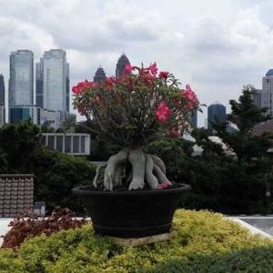 Pengadaan Tanaman Hias